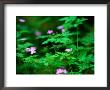 Herb Robert (Geranium Robertianum) Hedgerow, Ireland by Gareth Mccormack Limited Edition Print