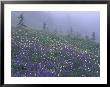 Lupine And Foggy Bistort Meadow, Mt. Rainier National Park, Washington, Usa by Jamie & Judy Wild Limited Edition Print
