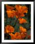California Poppies, Antelope Valley, California, Usa by Jamie & Judy Wild Limited Edition Print