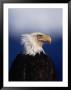 Bald Eagle (Haliaetus Leucocephalus), Usa by Mark Newman Limited Edition Pricing Art Print