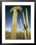 Saguaro Cacti Near Tucson by Walter Meayers Edwards Limited Edition Print