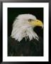 Close View Of The Head Of An American Bald Eagle by Anne Keiser Limited Edition Print