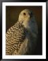 Gyrfalcon (Falco Rusticolus) In Its White Phase by Joel Sartore Limited Edition Print