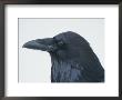 A Close View Of The Head Of A Raven, Corvus Species by Tom Murphy Limited Edition Print