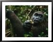 A Gorilla Eating by Michael Nichols Limited Edition Print