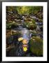 Stream In The Woods by Dan Gair Limited Edition Pricing Art Print