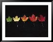 Norway Maple Leaves, Fall Color Change by Michael Siluk Limited Edition Print