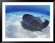 Stingray City, Grand Cayman, Cayman Islands, Caribbean by Greg Johnston Limited Edition Pricing Art Print