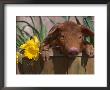 Domestic Piglet, In Bucket With Daffodils, Usa by Lynn M. Stone Limited Edition Print
