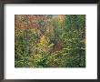 Fall In Northern Hardwood Forest, New Hampshire, Usa by Jerry & Marcy Monkman Limited Edition Print