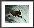 A Grizzly Bear Fishes In The Middle Of A Waterfall by Paul Nicklen Limited Edition Print