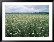 Field Of Wildflowers, Montezuma National Wildlife Refuge, New York by Skip Brown Limited Edition Print