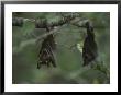 Fruit Bat Hangs Upside Down From A Tree In Loango National Park by Michael Nichols Limited Edition Print