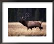 Bull Elk (Cervus Elaphus) by Raymond Gehman Limited Edition Print