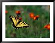 A Tiger Swallowtail Butterfly by Phil Schermeister Limited Edition Pricing Art Print