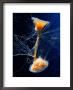 Lions Mane Jellyfish by George Grall Limited Edition Print