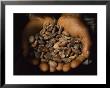 Pair Of Hands Holds A Pile Of Brown, Dried Cacao Beans by James L. Stanfield Limited Edition Print