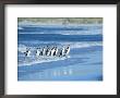 Gentoo Penguins Coming Out Of The Sea, Sea Lion Island, Falkland Islands, South America by Marco Simoni Limited Edition Print