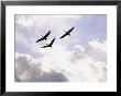 Sandhill Cranes Soar Against A Cloudy Sky by Stephen Alvarez Limited Edition Print