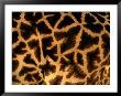 A Close View Of A Giraffes Irregular Spots by Michael Nichols Limited Edition Print