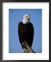 An American Bald Eagle Sits On Dead Tree Branch by Paul Nicklen Limited Edition Print