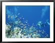 Divers Enjoy The Beauty Of The Reefs And Marine Life In The Red Sea by Peter Carsten Limited Edition Print