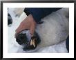 A Biologist Checks A Tranquilized Polar Bears Teeth by Paul Nicklen Limited Edition Print