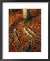 Oak Tree Roots And Pine Needles Covering A Woodland Trail by Raymond Gehman Limited Edition Print
