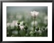 A Close View Of Opium Poppy Flowers by Jason Edwards Limited Edition Print