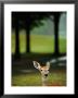 White-Tailed Deer Foraging On Grass by Raymond Gehman Limited Edition Print