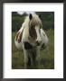 Portrait Of A Pregnant Assateague Wild Pony Mare by James L. Stanfield Limited Edition Print