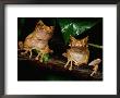 Marsupial Frogs by George Grall Limited Edition Print