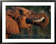 African Elephant Eating by Beverly Joubert Limited Edition Print