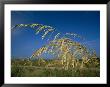 A Close View Of Sea Oats Which Grow Throughout The Outer Banks by Stephen St. John Limited Edition Print