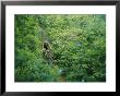 Mountain Biker On Single Track Trail Through Rhododendron by Skip Brown Limited Edition Print