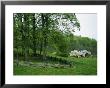 Trees Grow On A Hillside In Front Of An Old House by Annie Griffiths Belt Limited Edition Print