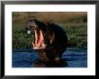 Hippopotamus With Open Mouth by Chris Johns Limited Edition Print