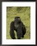 Male Mountain Gorilla (Gorilla Gorilla Beringei) Standing In Grass by Roy Toft Limited Edition Print