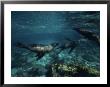 Californian Sea Lion, Underwater, Baja California by Gerard Soury Limited Edition Print