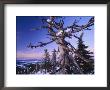 Winter View Of A Bristlecone Pine by Michael Melford Limited Edition Pricing Art Print