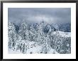 Larch And Mountain Pine In Snow, Berchtesgaden National Park, Germany by Norbert Rosing Limited Edition Pricing Art Print