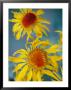 A Close View Of Two Daisies by Raul Touzon Limited Edition Print