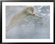 Japanese Macaques (Macaca Fuscata), Leaping, Jigokudani, Japan by Roy Toft Limited Edition Print