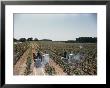 A Vineyard Being Sprayed With Bluestone Spray To Kill Insects And Control Bitter Rot by Willard Culver Limited Edition Print