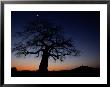 Plains Tree At Twilight With Moon by Chris Johns Limited Edition Print