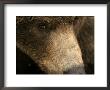Close-Up Of Alaskan Brown Bear Face (Ursus Arctos) by Roy Toft Limited Edition Print