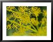 Dill (Anethum Graveolens) Close-Up Of Flower by Mark Bolton Limited Edition Print
