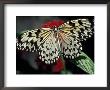 Common Mime Butterfly, Butterfly World, Ft Lauderdale, Florida, Usa by Darrell Gulin Limited Edition Print