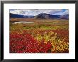 Autumn View Of Tundra And The Ogilvie Mountains by Paul Nicklen Limited Edition Pricing Art Print