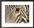 Closeup Of A Grevys Zebra's Face by Tim Laman Limited Edition Print